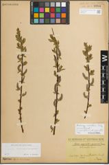 Foto von Salix myrsinifolia Salisb.